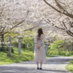 満開の桜を眺めているワンピースを着た女性の後ろ姿