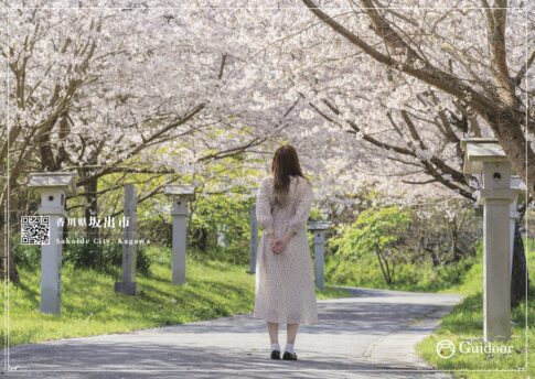 満開の桜を眺めているワンピースを着た女性の後ろ姿